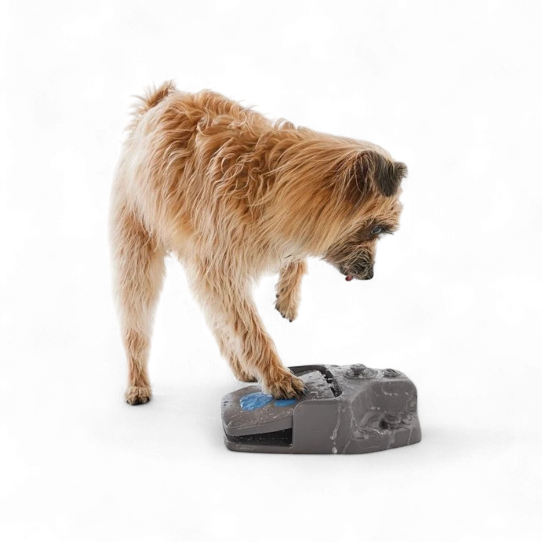 Zoofari Step-On Dog Water Fountain