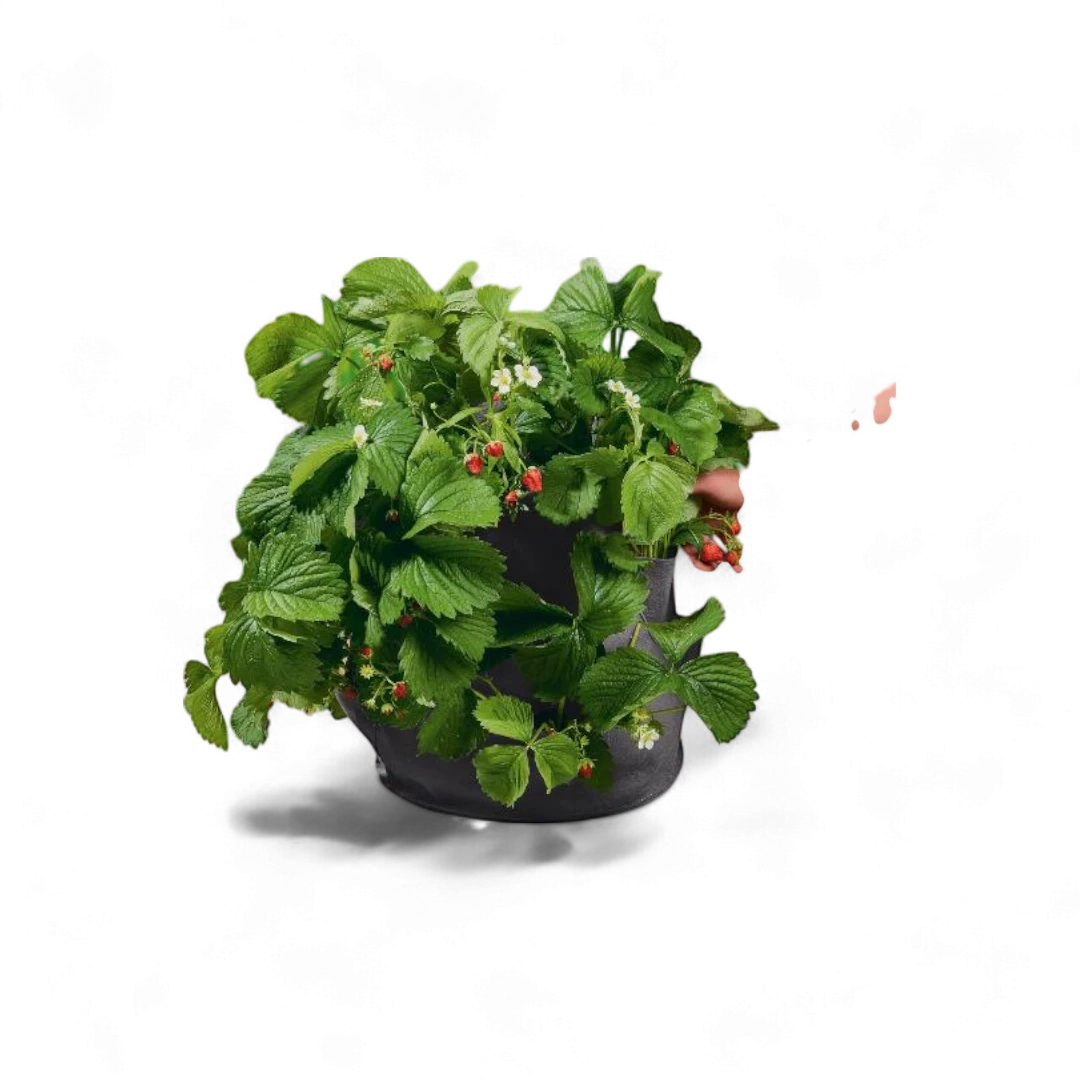 Parkside Strawberry Grow Bags - Set of 2