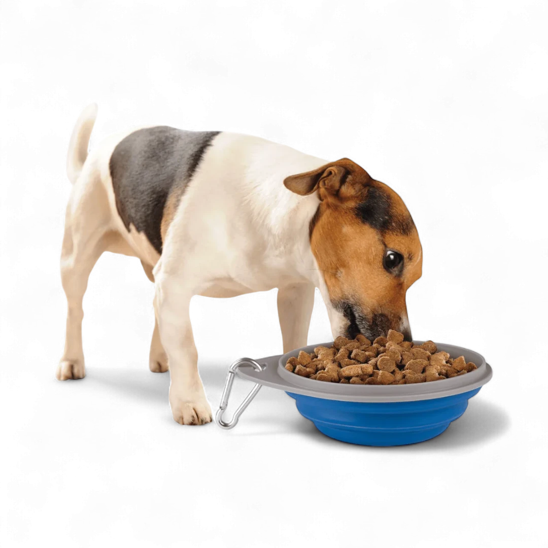 Zoofari Dog Feeding Plate