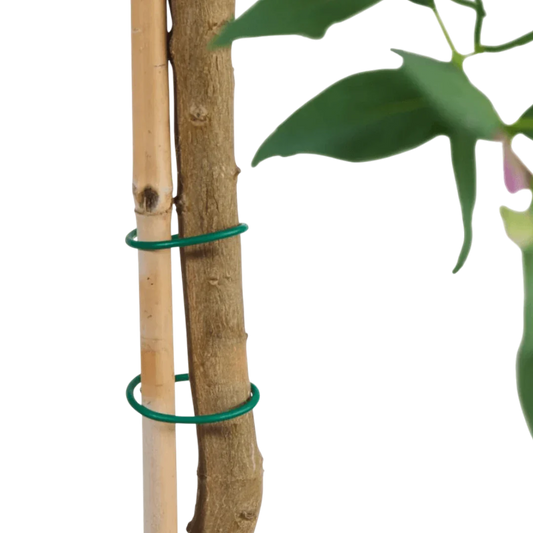 Parkside Growing Accessories Assortment
